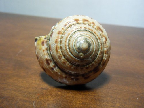 GSA? BSA? SEA SHELL NECKERCHIEF SLIDE - Picture 7 of 7