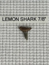 7/8 inch fossilized LEMON shark tooth from Venice Florida & BONUS 25 PARTIAL 