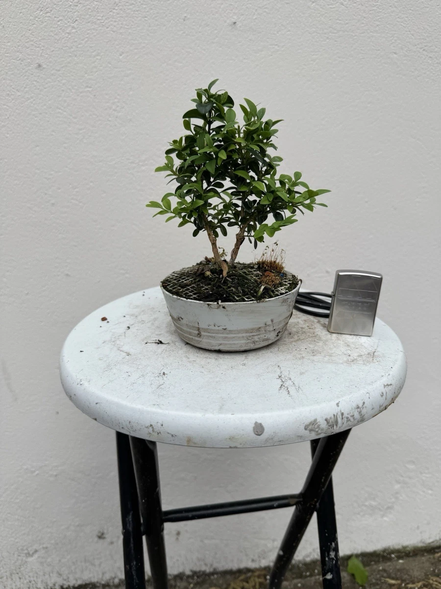 Bonsai Buche online kaufen | eBay