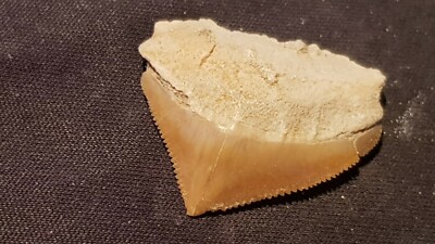 Hervorragender versteinerter Haifischzahn 7/10 Tausend Jahre alt in England gefunden. L127n