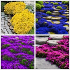 2000 Mix Creeping Thyme Seeds Ground Cover for Planting