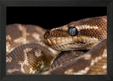 PYTHON KING Gerahmtes Wandbild Poster Leinwanddruck Bild