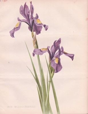 Rocky-Mountain-Schwertlilie Missouri flag Iris flower botany Robinson Litho