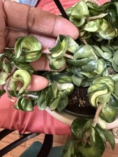hoya Mauna Loa Rope Iner Rare Plant