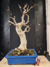 bonsai di fico  h 80 cm visita il negozio