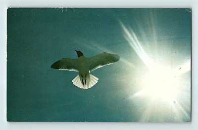 Seagull in the Sun Thoreau Cape Cod 1865 Quote on back Blue Skies Postcard E5
