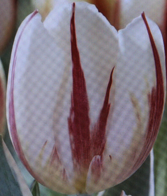 10 20 50 Bulbes de Fleurs Tulipes Carnaval De Rio