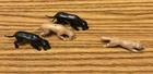 Marx  Fox Hunt Play Set Dogs Chasing Fox