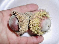 12 BUR OAK ACORNS - Quercus macrocarpa
