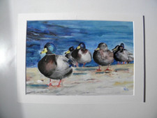 Enten * Federvieh * tolles