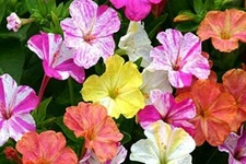 100 Four O'clock Flower Seeds Marvel of Peru Exotic Garden Flowers Made in USA