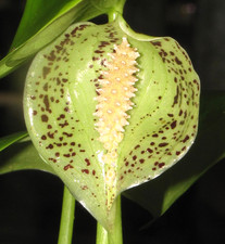 Colletogyne perrieri Unusual speckled spathe, rare tuberous aroid