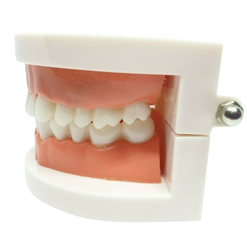 PVC Adult Standard Typodont Demonstration Teeth Model School Teaching Equipment - Afbeelding 4 van 11