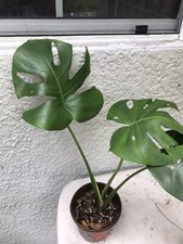 Monstera deliciosa, Swiss Cheese Live Plant small size