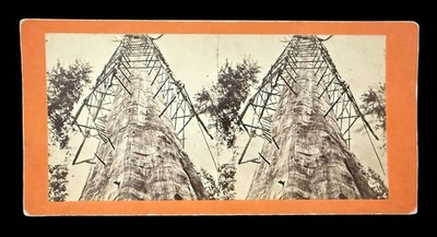MAMMOTH TREES  CALIFORNIA  MOTHER OF THE FOREST  GIANT SEQUOIA TREE CALAVERAS GR