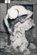 Foto histórica vintage 1938 esquila oveja ganado lana oveja esquiladora 5x7