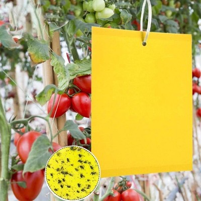 Gelbe Obstbaumfallen Trauermücken Kirschfliegen Fliegenfalle 50 Stück