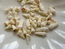 10PC Small Coyote Teeth for Making Teeth Necklace Crafts Goth Taxidermy