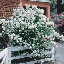 Mock Orange Shrubs – Set of 3 Live Plants • 12–18 Inches Tall • Bare Root • 