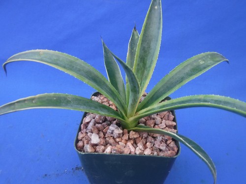 Pineapple Punch Mangave STARTER Plant Agave/Manfreda Hybrid VARIEGATED 6"-8 Wide - Picture 13 of 17