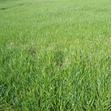 Marshall Pasture Forage Type Ryegrass Seed
