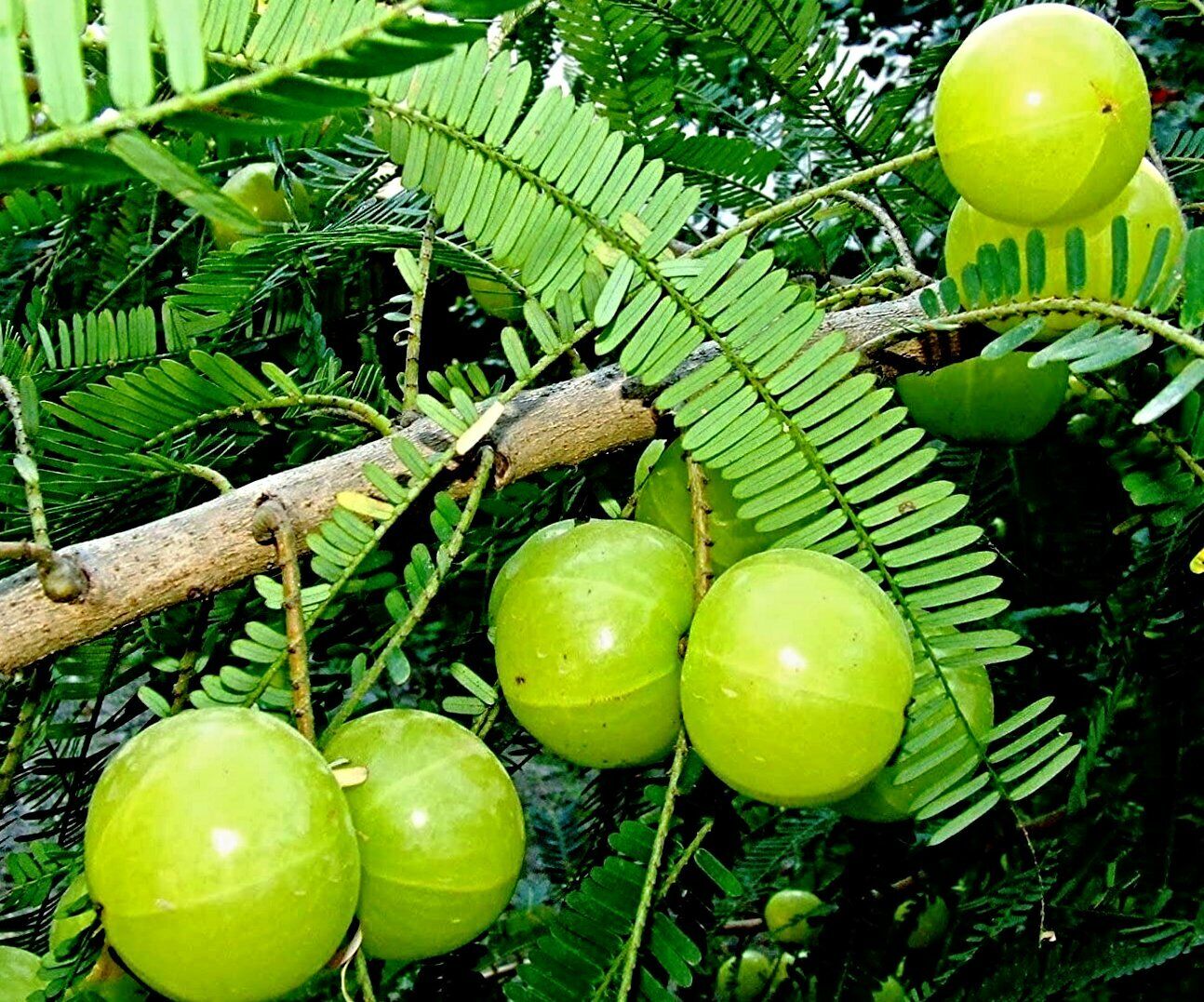 Amla Baum Kaufen