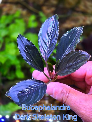 Bucephalandra 5 Pack Plant Pack Buce Epiphyte Aquascaping Aquarium