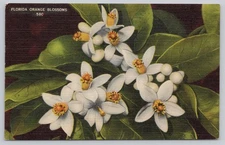 Florida Orange Blossoms White Flowers Botanical Linen Postcard