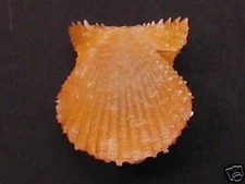 Rarely Seen AEQUIPECTEN EXASPERATUS~10mm/Gem~Honduras SEASHELL