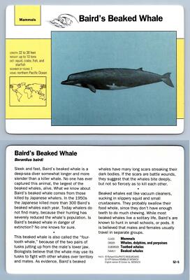 Baird's Beaked Whale #52.5 - Mammals - Grolier Wildlife Adventure Card