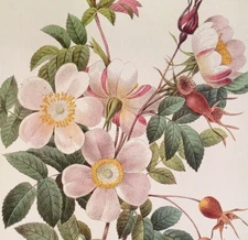 P. J. Redoute Flowers Rosier De Candolle Botanical Art Print Book Plate 130