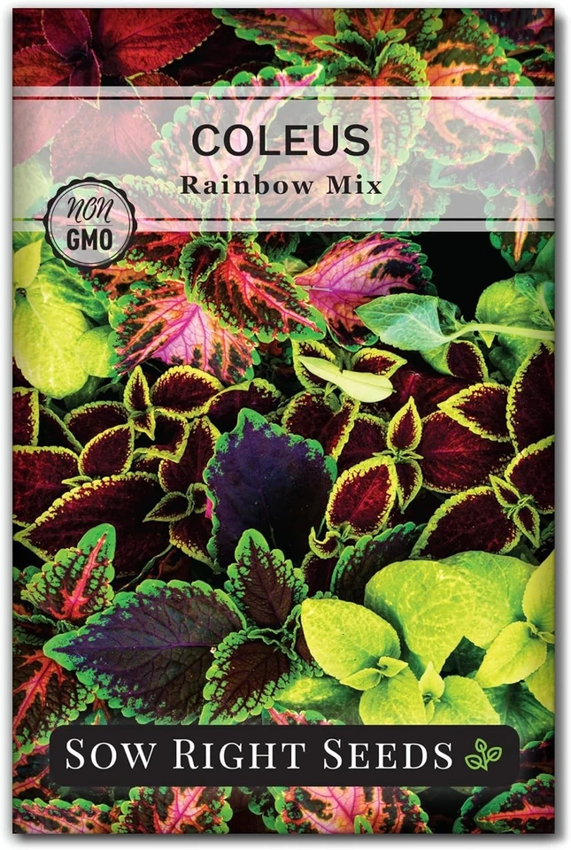800  Coleus Rainbow Mix Seeds - Colorful Indoor/Outdoor Garden Delight - Image 3 of 4