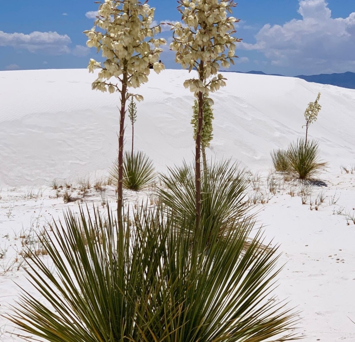 Le Yucca’s SUPER73 ZX LE – REVRides
