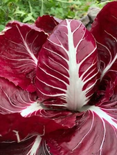 500 Radicchio Seeds - Rouge de Verona Vegetable Seeds Heirloom