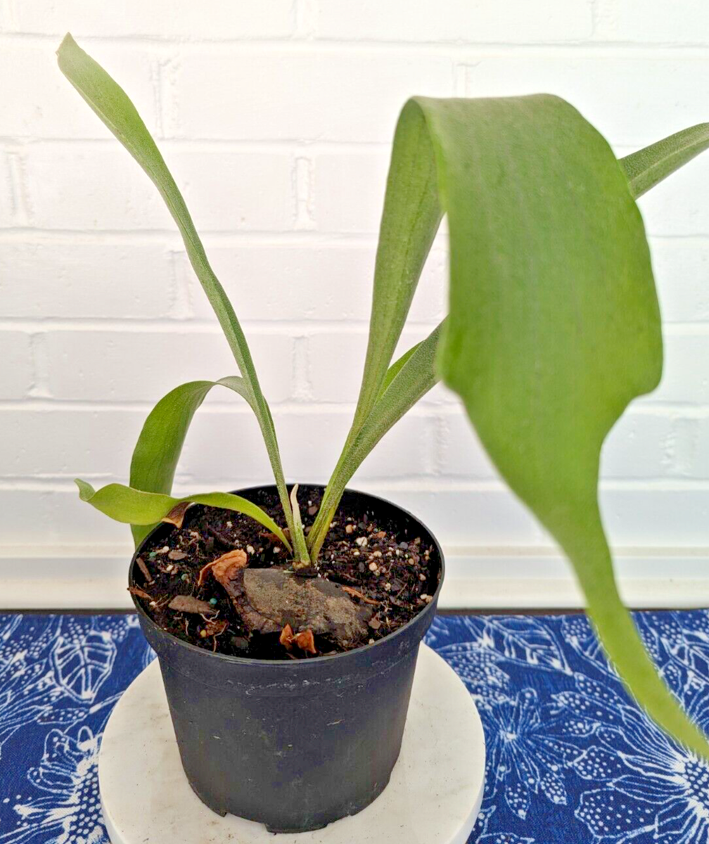 Staghorn Fern - Stag Head Fern (Platycerium Bifurcatum) | eBay