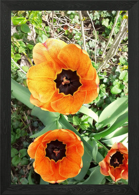 Orange Tulpe gerahmtes Wandbild Poster Leinwanddruck Bild