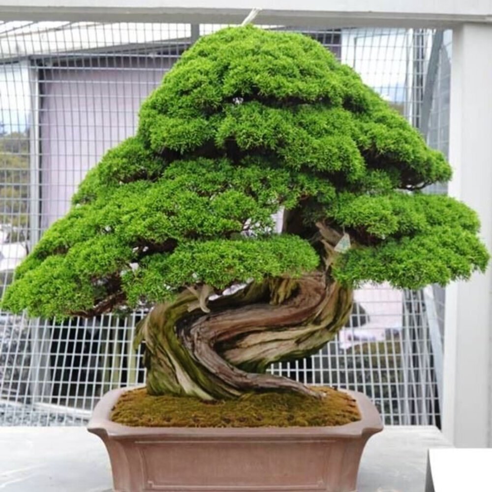 盆栽 upyh0ccmpri31hhvmd08 Japanese Cedar Bonsai Tree - Cryptomeria japonica | eBay