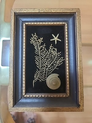 SABURO MADE IN HAWAII REAL SEA LIFE CURIOS 24K - VTG WOODEN FRAME 3D SHADOW BOX 