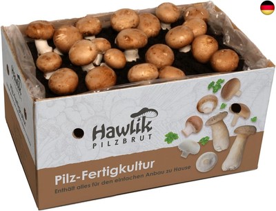 Hawlik Pilzbrut I Großes 10kg Stein-Champignon Pilzzuchtset XXL I Pilze züchten 