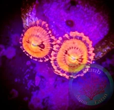 SAF~ “WYSIWYG” Halle Berry Zoanthid Coral Frag, Palythoa, Paly, Zoa
