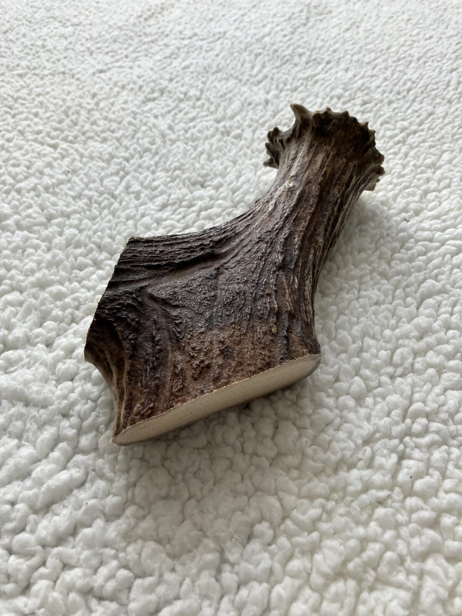 Moose antler outlet chews