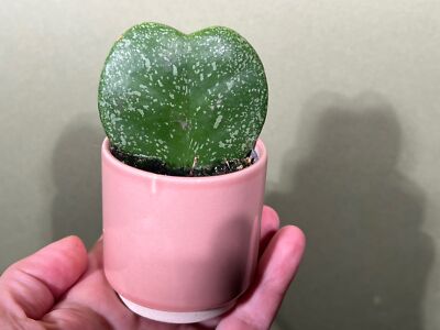 Hoya Kerrii Splash Babyplant