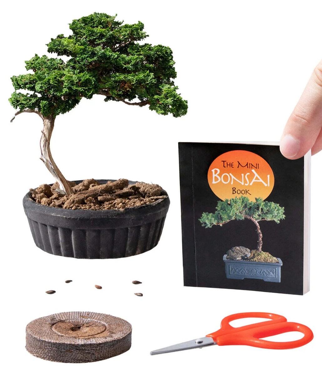 BONSAI出品 Satsuki Azalea Bonsai Japanese Import ST3032 - Bonsai Learning Center