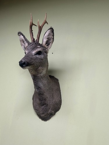 Rehbock Kopf Präparat (Winter), Reh, Reh Kopf, Präparatoren, Trophäen - Bild 3 von 3