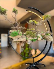 bonsai tree and rock light display with beautiful real moss .