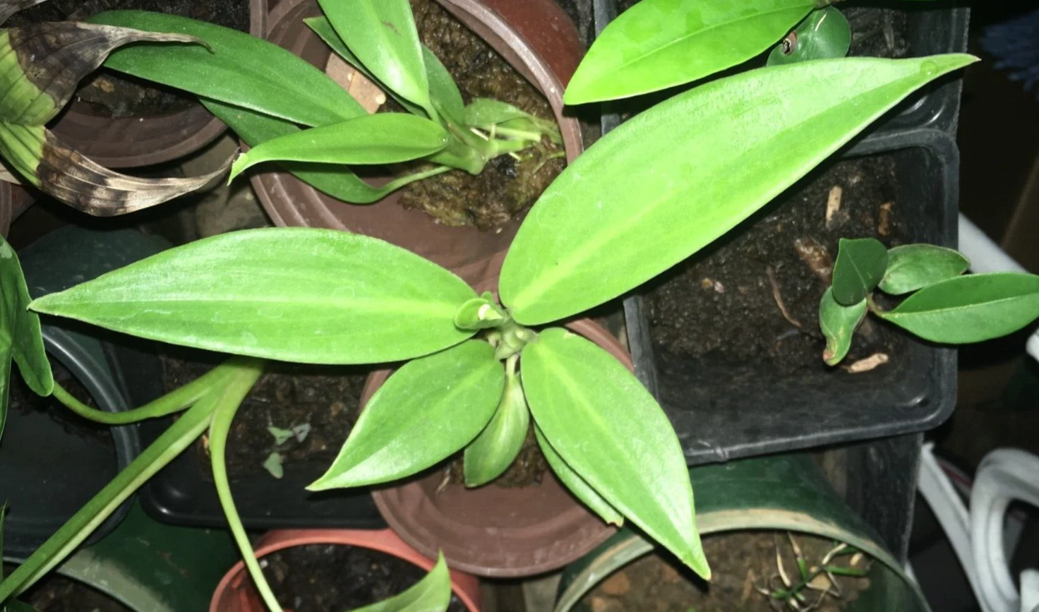Rare Aroid Collectors Special (Scindapsus beccarii) new offering