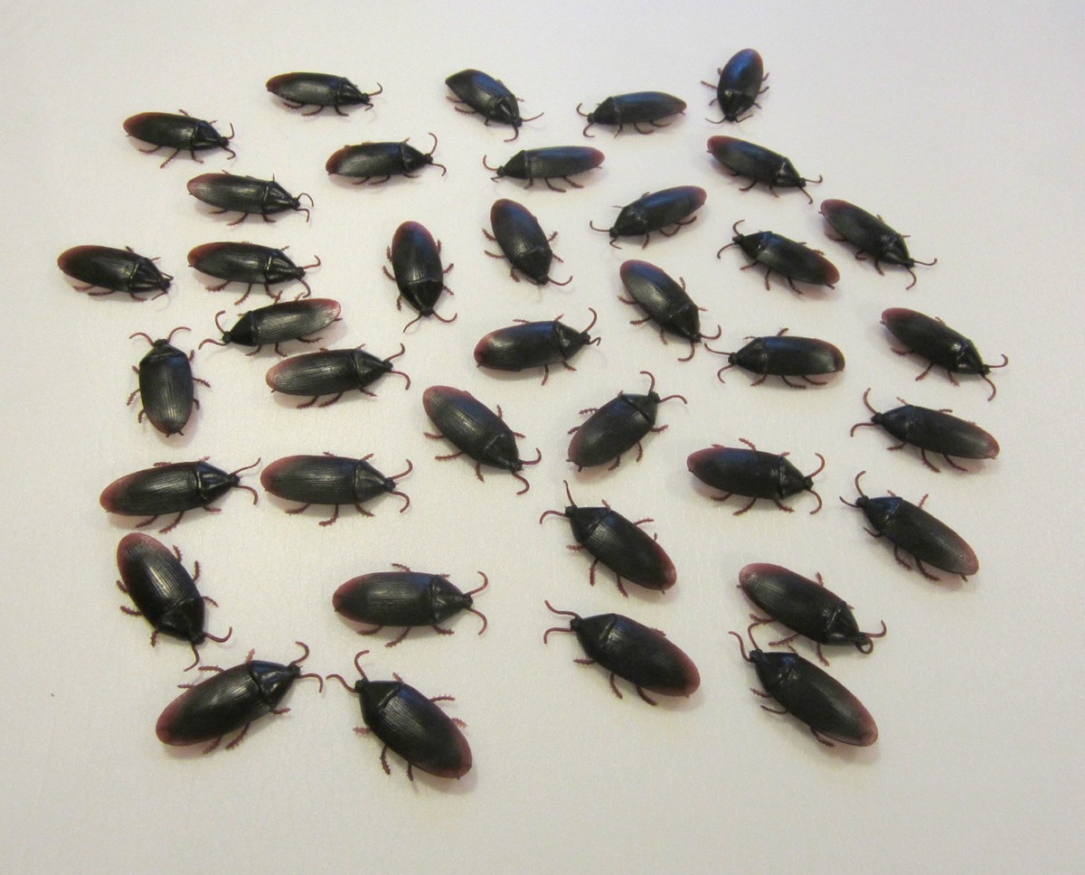 are roshes true to size