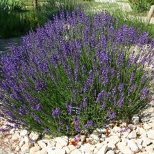 100 SEEDS Lavender English Munstead PERENNIAL Naturally Grow