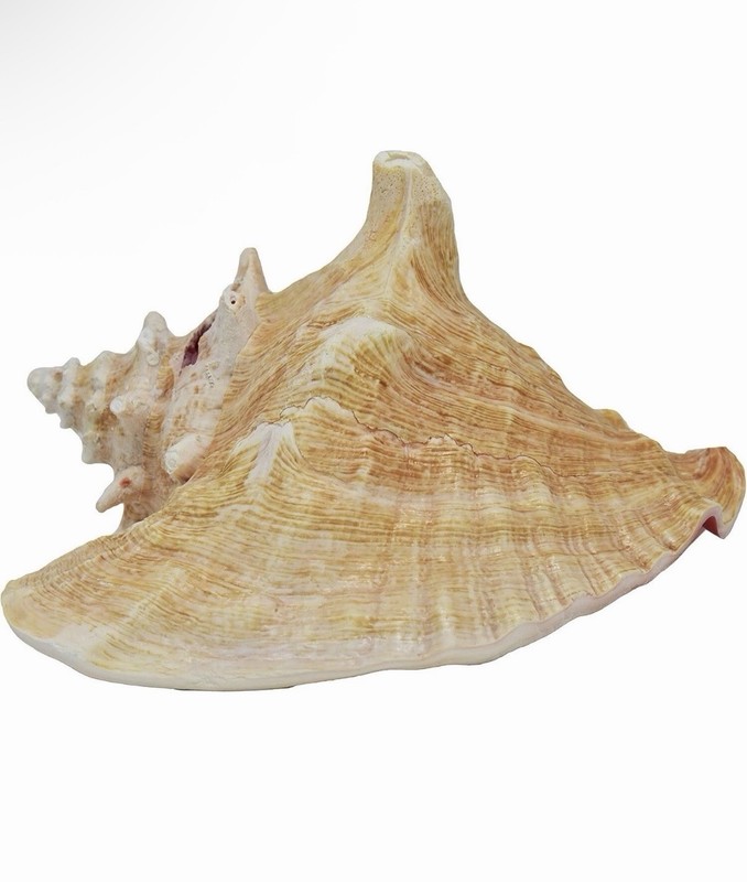 HUGE Conch Seashell (Pink) Bahamas Pink Conch Shell 8-10 inch