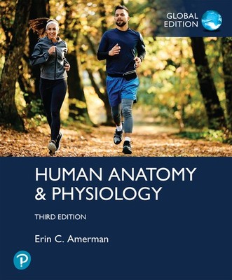 Human Anatomy & Physiology, Global Edition | Erin Amerman | englisch